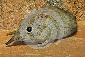 Ekephant shrew