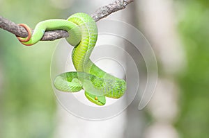 Ekiiwhagahmg snakes (snakes green)