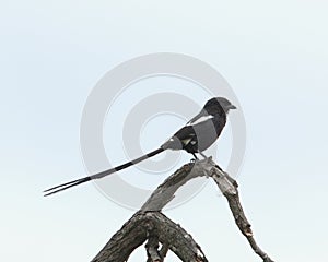 Eksterklauwier, Magpie Shrike, Urolestes melanoleucus