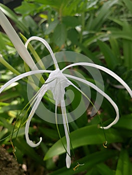 Ekstrak bunga bakung or known as Spider Lily