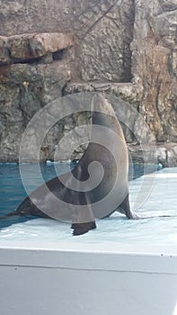 CILY THE SEAL photo