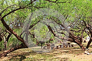 El Bosquecito Picnic Area in Colossal Cave Mountain Park