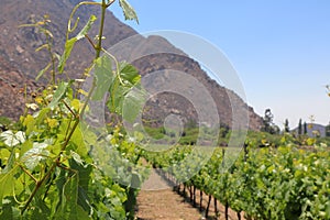 El Cafayate vineyards with mountain backdrop, Argentina