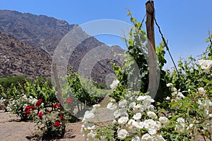 El Cafayate vineyards with mountain backdrop, Argentina