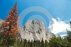 El Capitan granite rocks, known for breathtaking climbing routes,view from Yosemite valley, California, USA.