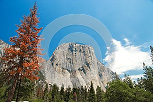 El Capitan granite rocks, known for breathtaking climbing routes,view from Yosemite valley, California, USA. photo