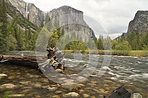 El Capitan and Merced River Cedar