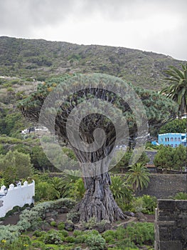 El drago famous millenario giant 2000 years old draceana tree in photo