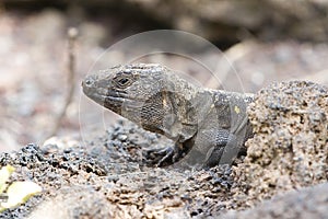 El Hierro giant lizard photo