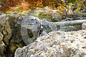 El Hierro Typical Lizard Tizon photo