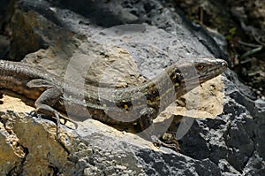 El Hierro Typical Lizard Tizon photo