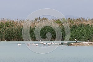 Group of birds in one of the lagoons of the El Hondo natural park photo