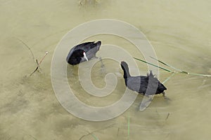 Moorish coots in one of the lagoons of the El Hondo natural park photo
