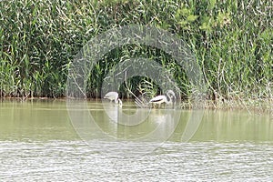 Two cranes in one of the lagoons of the El Hondo natural park photo