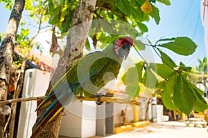 El Loro de Playa San Pancho photo