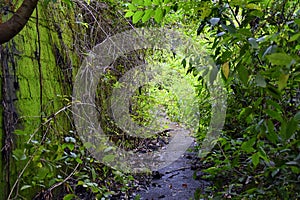 El Miro Ruins, hiking trail views, abandoned mansion, declared biological corridor, in the province of Jaco, Costa Rica 2022