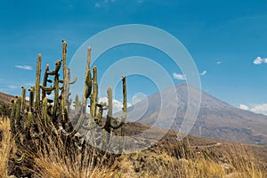 El Misti volcano in Peru desert with a cactus in front near Arequipa