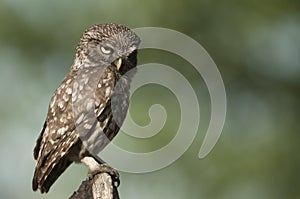 El mochuelo, rapaces nocturnas, Athene noctua, encaramado en un tronco donde se caza el ratÃ³n y pequeÃ±os insectos