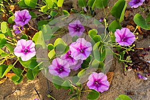 El Nido, Palawan Island, September 2018, Filipino vegetation, flowers and plants.