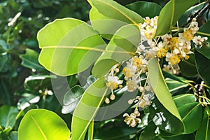 El Nido, Palawan Island, September 2018, Filipino vegetation, flowers and plants.