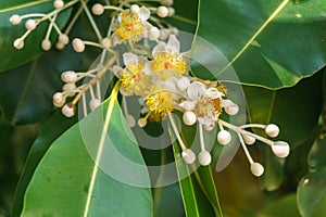 El Nido, Palawan Island, September 2018, Filipino vegetation, flowers and plants.