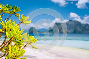 El Nido, Palawan, Philippines. Tropical beach scenery of tropical foliage against blurred ocean and island in background