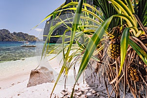 El Nido, Palawan, Philippines. Tropical sandy paradise beach with exotic foliage plants. Blue lagoon surrounds by karst limestone