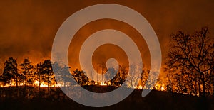 El Nino weather phenomenon cause drought and increase wildfire photo