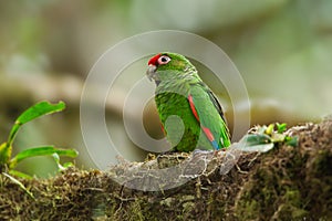 El Oro Parakeet