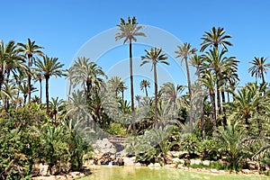 El Palmeral park, Alicante, Spain