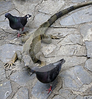 Iguana and pigeon coexist in an iguana park in Guayaquil - Ecuador photo