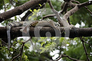 Iguana the iguana park of Guayaquil - Ecuador 1 photo