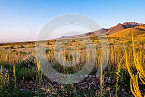 El Paso Green Desert photo