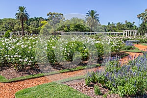 El Rosedal de Palermo photo