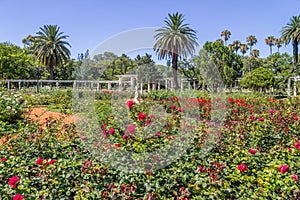 El Rosedal de Palermo photo