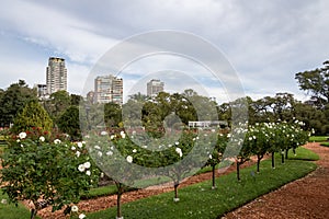 El Rosedal Rose Park at Bosques de Palermo - Buenos Aires, Argentina