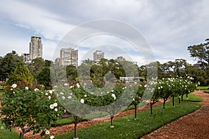 El Rosedal Rose Park at Bosques de Palermo - Buenos Aires, Argentina photo