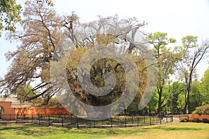 El Sabino oldest and largest tree in Zimapan Hidalgo Mexico