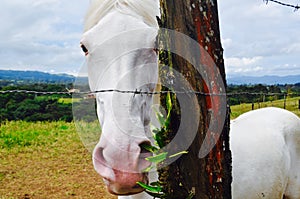 El Sabino White horse