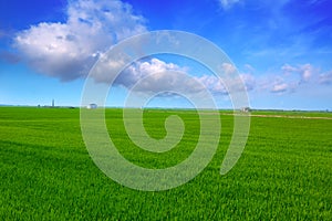 El Saler in Valencia rice fields green meadow