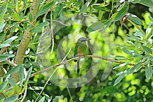 El Salvador national bird.