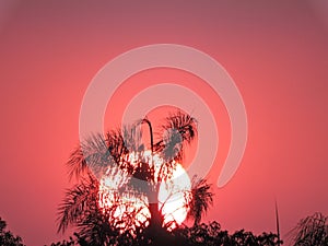 Hidrovia Paraguay ParanÃÂ¡ el sol al atardecer tras una palmera photo