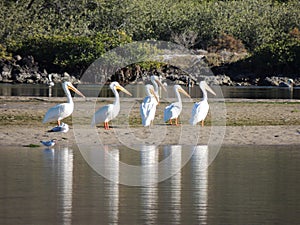 WHITE PELICAN`S GANG photo