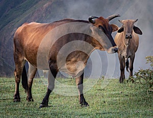 El territorio de los toros photo