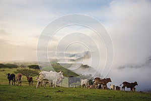 El territorio de los toros photo