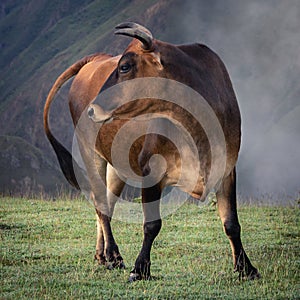 El territorio de los toros photo