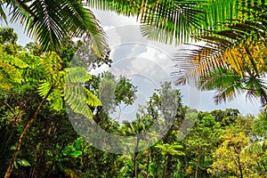 El Yunque canopy