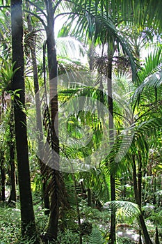 El Yunque Forest photo