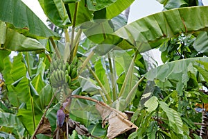 El Yunque National Forest near Baracoa in the Guantanamo province, Cuba