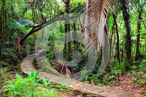 El Yunque national forest path